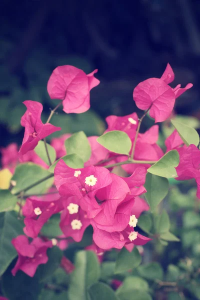 Rosa bougainvillea blommor — Stockfoto