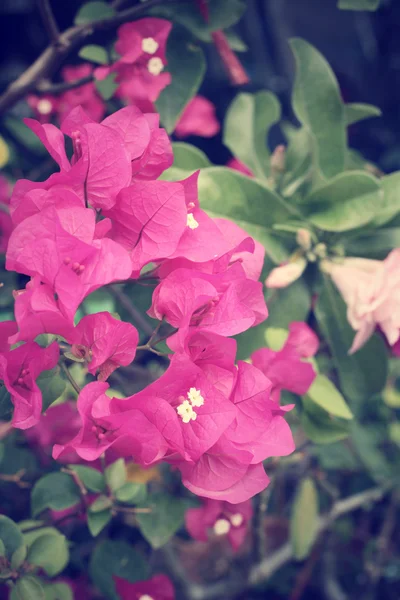 Fiori di Bougainvillea rosa — Foto Stock