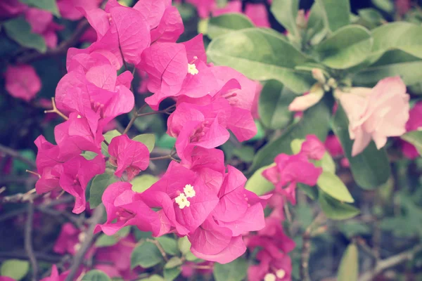 Roze bougainville bloemen — Stockfoto