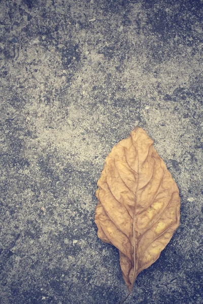 Dried leaves — Stock Photo, Image