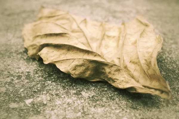 乾燥葉 — ストック写真