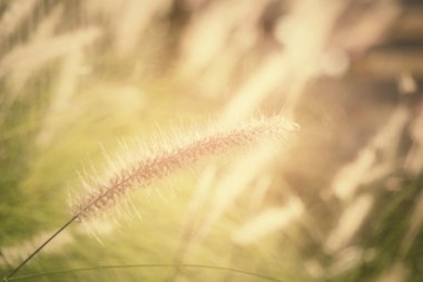 Vintage bahar çiçekleri