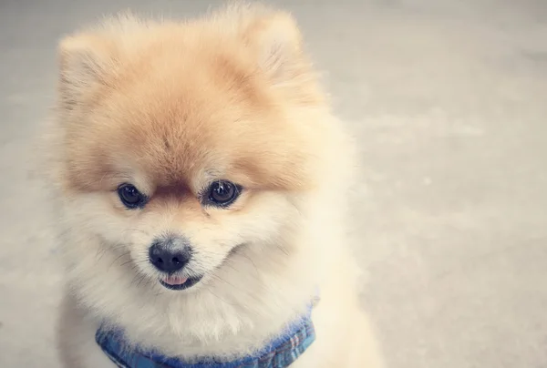 Cão da Pomerânia — Fotografia de Stock