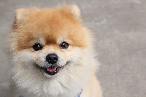 Cão da Pomerânia — Fotografia de Stock