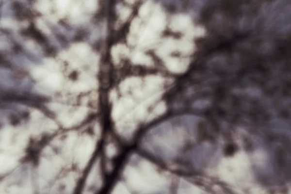 Ağaç dalları bulanık — Stok fotoğraf