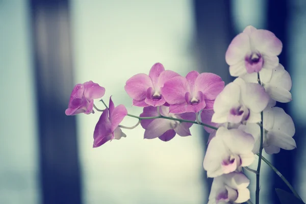 Vintage orchidea virágok — Stock Fotó