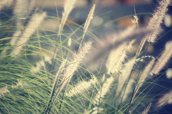 Vintage vårblommor — Stockfoto