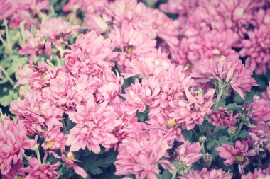 pembe gerbera çiçekleri