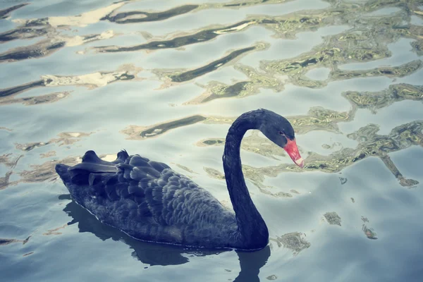 黒白鳥を泳ぐ. — ストック写真