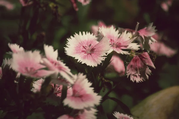 Carnation flowers — Stock Photo, Image