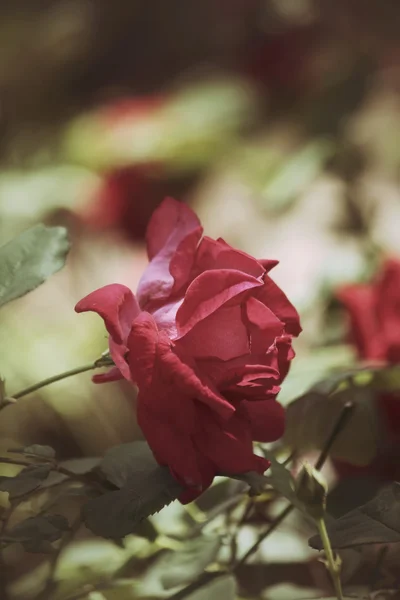 Vintage roses — Stock Photo, Image