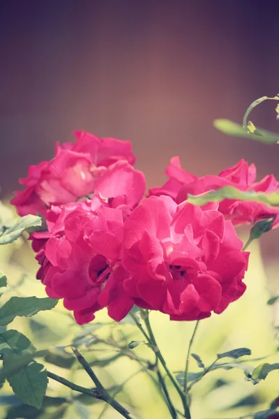 Vintage roses — Stock Photo, Image