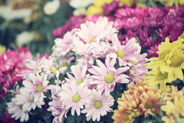 Barevný gerbera květiny — Stock fotografie