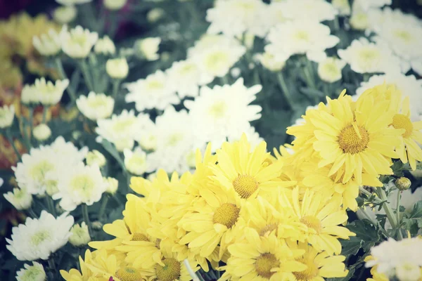 Гербера барвисті квіти — стокове фото