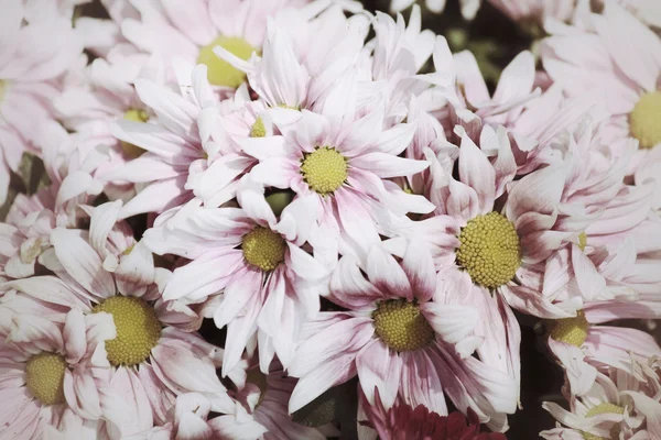 Květiny růžová gerbera — Stock fotografie