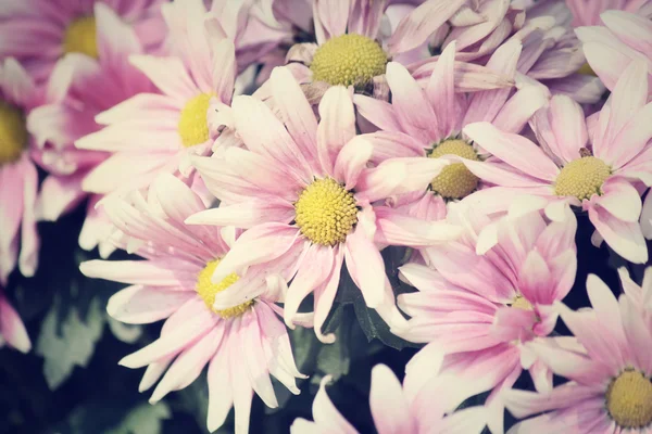 Pink gerbera flowers — Stock Photo, Image