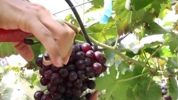 Cortar uvas — Vídeo de stock