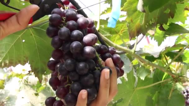 Corte de uvas — Vídeo de Stock