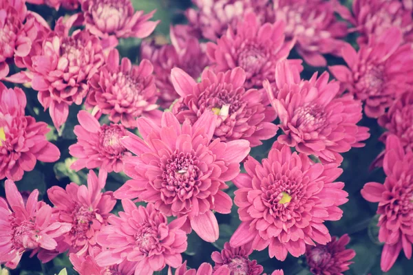 Gerbera rose Fleurs — Photo