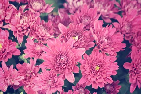 Pink gerbera flowers — Stock Photo, Image