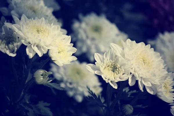 Květiny Gerbera — Stock fotografie