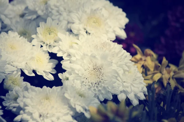 Gerbera fleurs — Photo