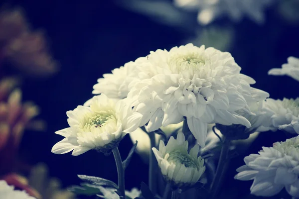 Квіти гербери — стокове фото