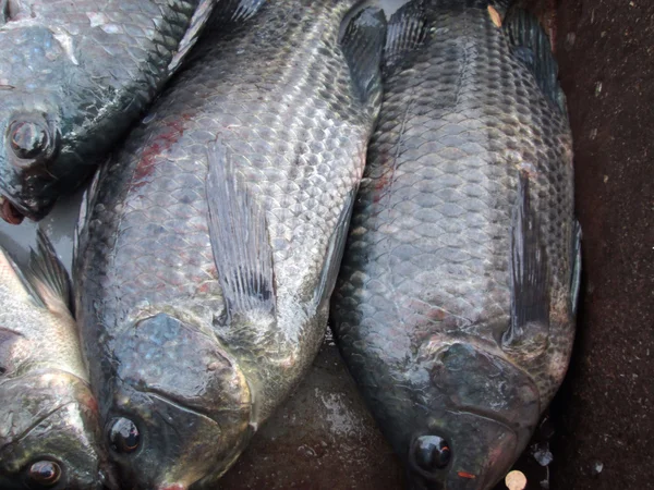 Frischer Fisch — Stockfoto