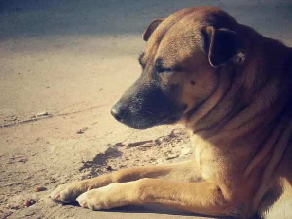 Cão dormindo — Fotografia de Stock