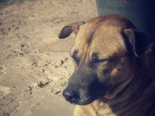 Perro durmiendo — Foto de Stock