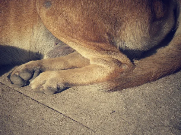 Dog foot — Stock Photo, Image