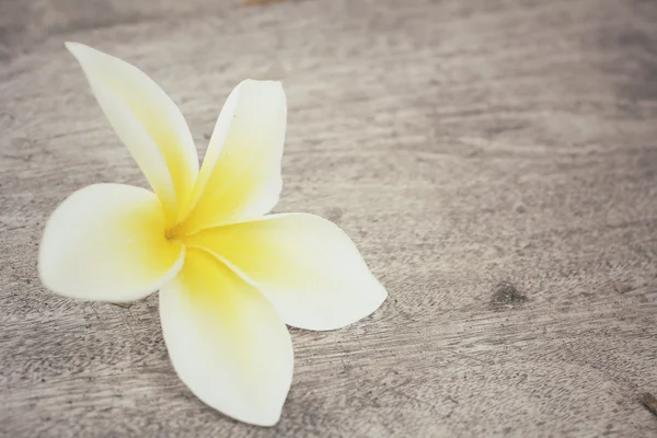 White frangipani flower — Stock Photo, Image