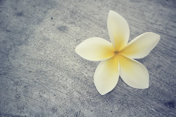 Vit frangipani blomma — Stockfoto