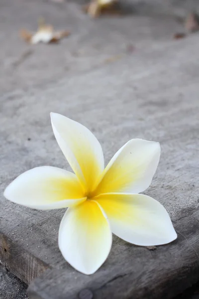 Flor Frangipani blanca — Foto de Stock