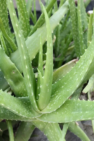 Aloe vera — Foto Stock