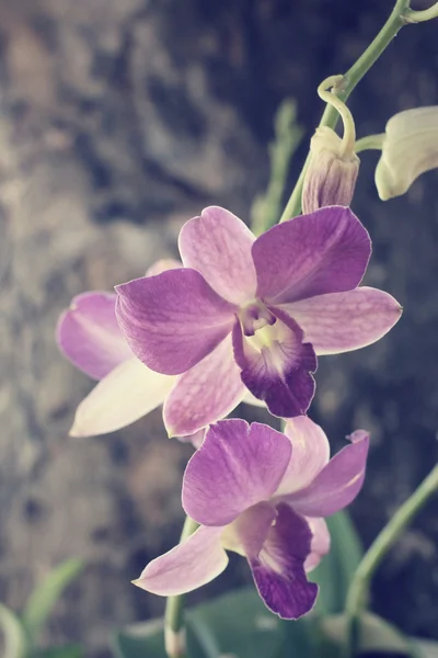 Fleurs d'orchidée — Photo