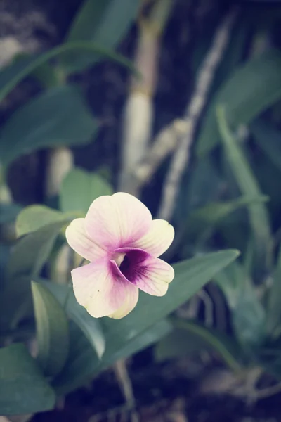 Flores de orquídea —  Fotos de Stock