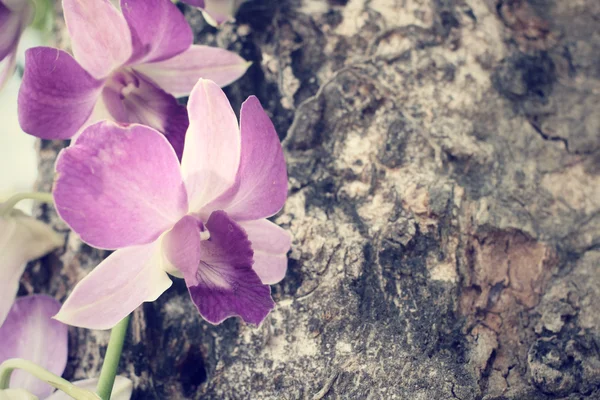 Flores de orquídeas — Fotografia de Stock