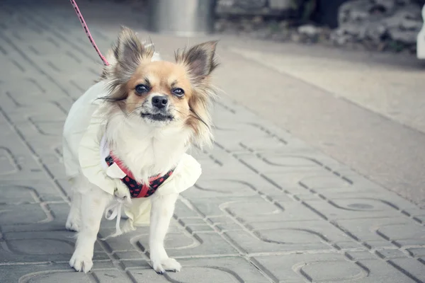 Chihuahua — Stok fotoğraf