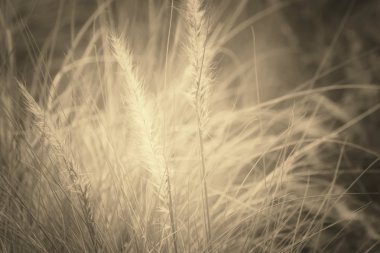 Vintage bahar çiçekleri