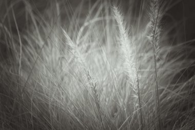 Vintage bahar çiçekleri