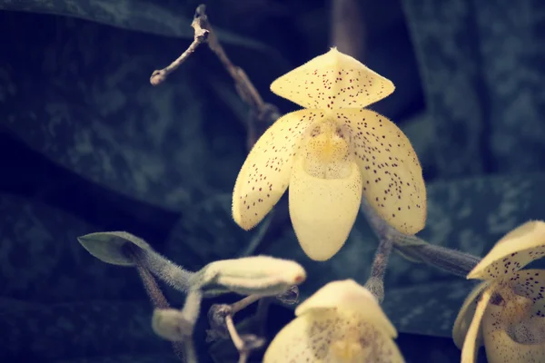 Gul orkidé blomma — Stockfoto