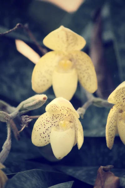 Gul orkidé blomma — Stockfoto