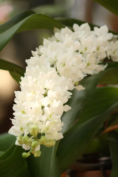 White orchid flower — Stock Photo, Image