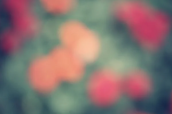 Blurred flowers — Stock Photo, Image