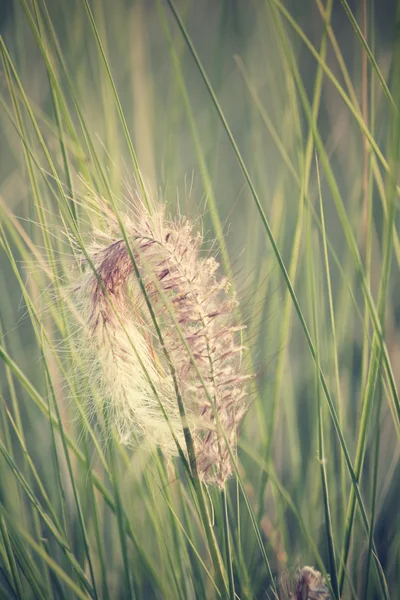 Frühlingsblumen — Stockfoto