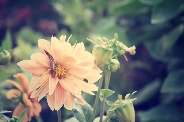 꽃과 벌레 — 스톡 사진