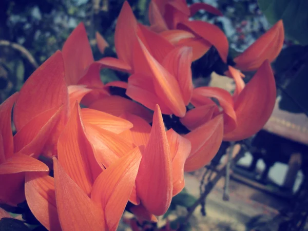 Orange blomma av newguinea ranka — Stockfoto