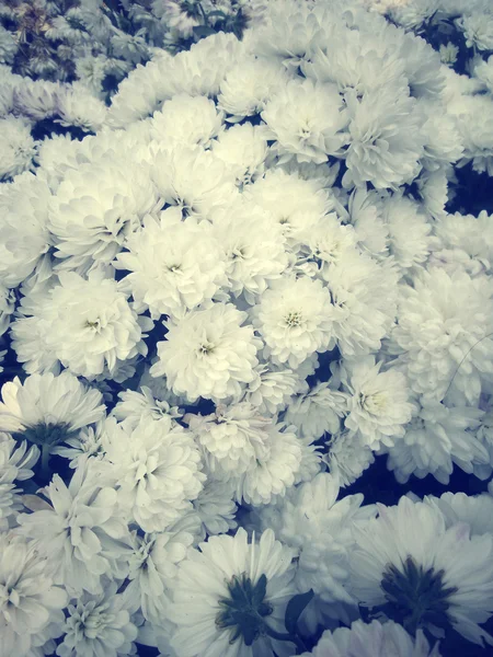 Chrysanthemum květiny — Stock fotografie