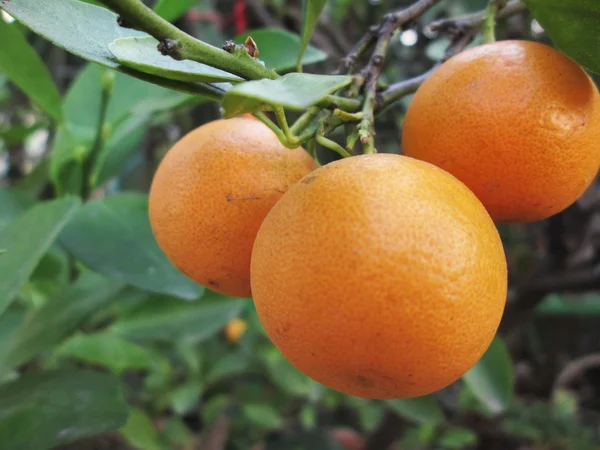 Orange frukt på träd — Stockfoto